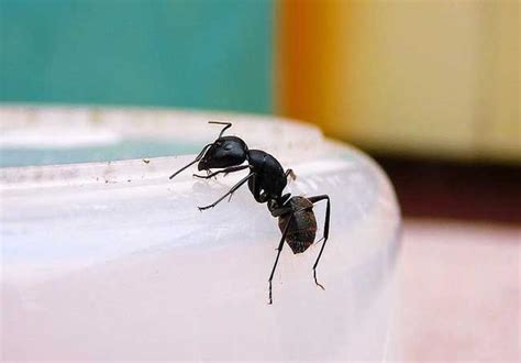 鳥巢蕨風水 最近家裡很多螞蟻